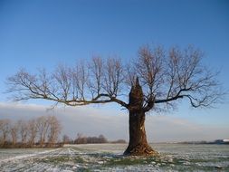 oak on the field in winter