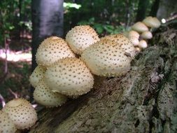 Mushroom Forest
