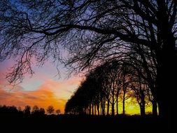 Beautiful landscape with trees as silhouettes at colorful sunset background