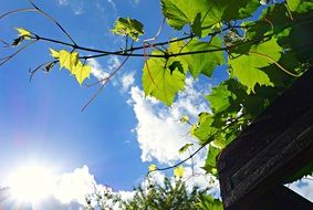 Pergola in the garden