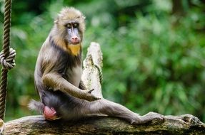 picturesque Mandrill Primate Monkey