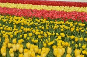 Beautiful Colorful Tulip meadows