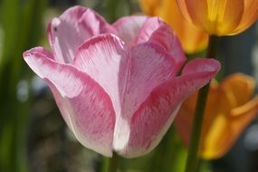 pale pink tulip in the garden close-up