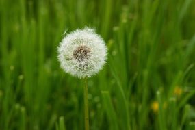 fluffy dandelion in the green grass