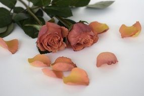cutted Roses and Petals on white