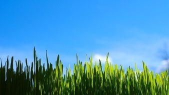 green grass in the sunlight close up