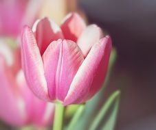 opening pink tulip blossom