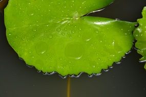 bright green leaf of water lily on water close-up