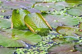 Beautiful colorful lily pads in the water