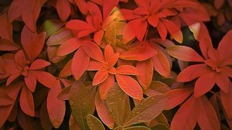 incredibly delicious Red leaves