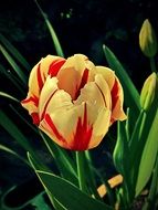 impressive Tulip