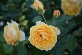 pale yellow roses on the bush