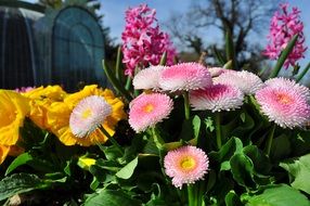 Colorful flowers bouquets