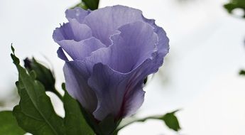 purple Mallow Flower Blossom