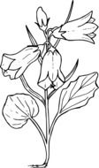 Image of summer bell