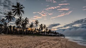twilight over the beach with palm trees