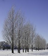 snowy trees in the park in december