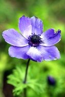 blue flower closeup shot