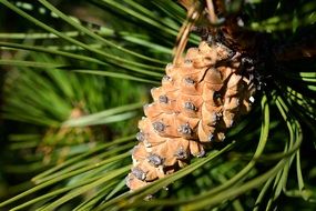 Pine cone on a tree
