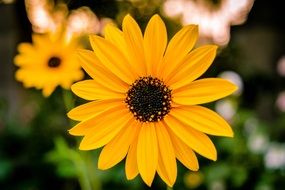 Macro picture of Sunflower