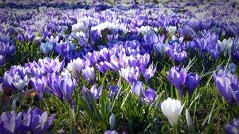 amazing colorful Crocus flowers in the garden