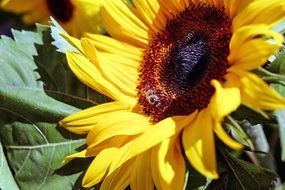 SunFlower macro photo