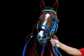 person holding horse with blue bridle
