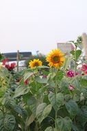 summer plants in the garden