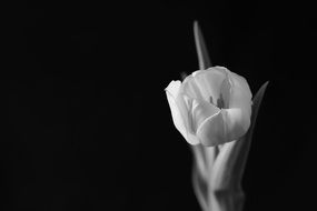 tulip in black white image