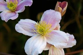 Close-up of the beautiful pink and white clematis flower with a yellow center