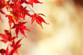 red autumn leaves on blurred background