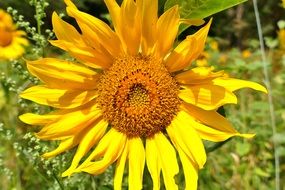 bright sunflower on a sunny day