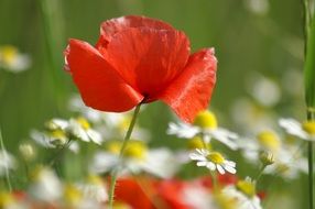 red poppy flower in sunny rays