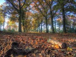 forest ground in the autumn