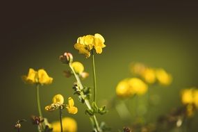 yellow Lotus Corniculatus