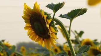 sunflower as a symbol of summer