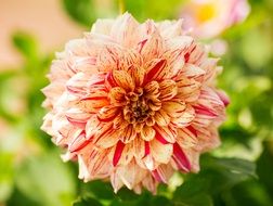 yellow pink dahlia flower