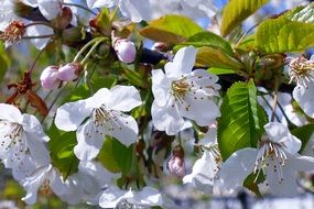 closeup photo of white seasonal flowers on a tree