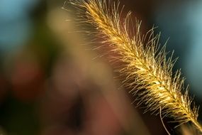 ripe Grass seeds in ear, macro