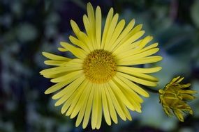 beautiful bright summer yellow flower