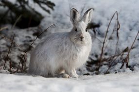 snowshoe hare in wildlife
