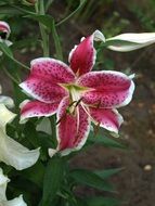 Lily, Lilium flower