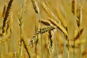 field of ripe cereals close-up