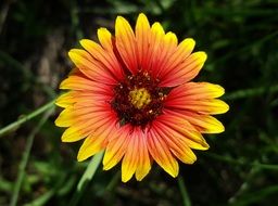 Colorful blanket flower