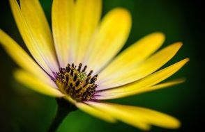 Gerbera Yellow