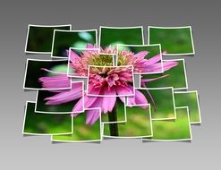 pink flower collage