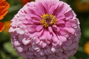 pink zinnia close up