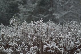 grass in the snow near the forest