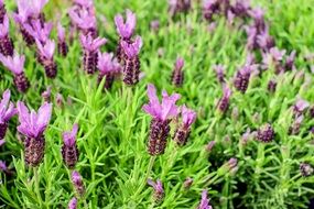 Lavender Purple Bush