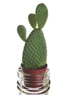 cactus in a pot with a glass stand
